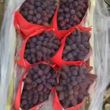 巨茉莉