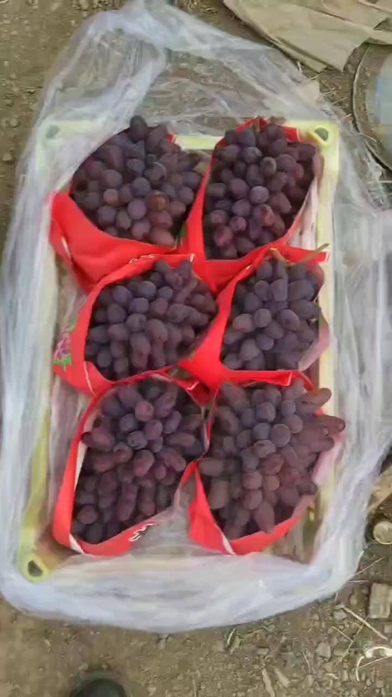 巨茉莉