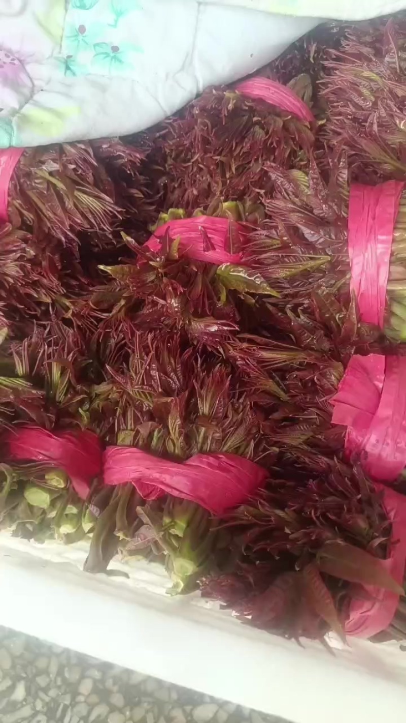 香椿