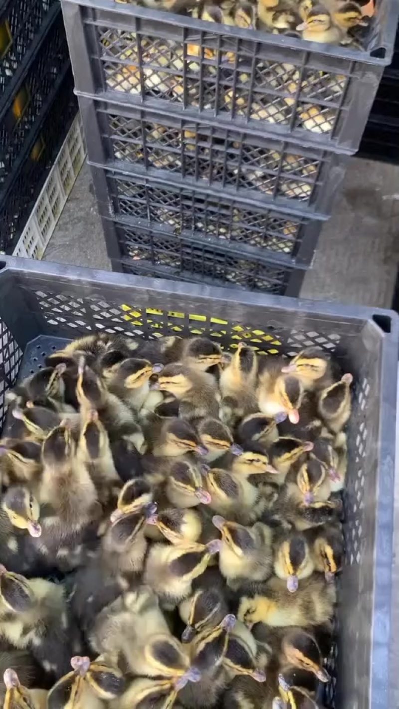 常年供应各种鸭苗麻鸭番鸭蛋鸭桂柳鸭一点头等等