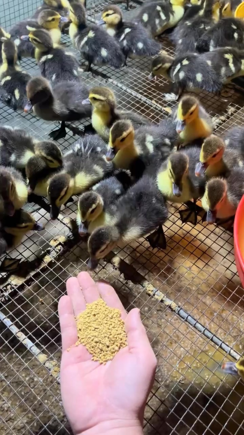 常年供应各种鸭苗麻鸭番鸭蛋鸭桂柳鸭一点头等等
