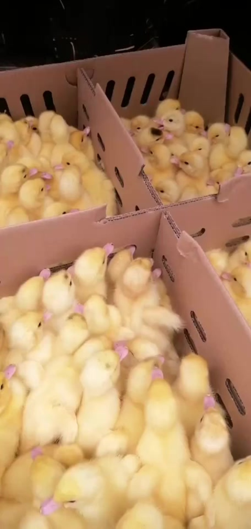 常年供应各种鸭苗麻鸭番鸭蛋鸭桂柳鸭一点头等等