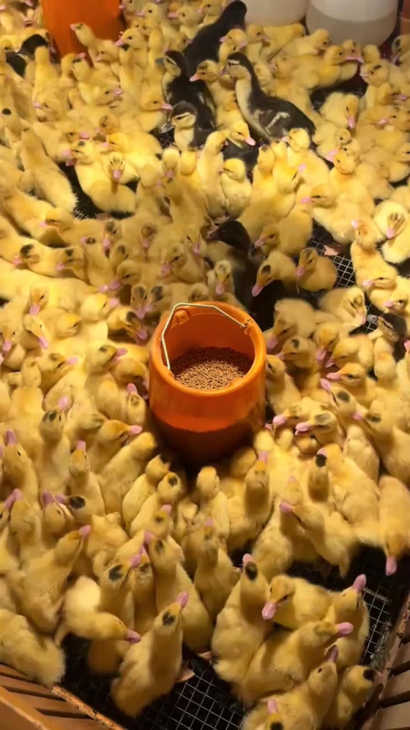 常年供应各种鸭苗麻鸭番鸭蛋鸭桂柳鸭一点头等等