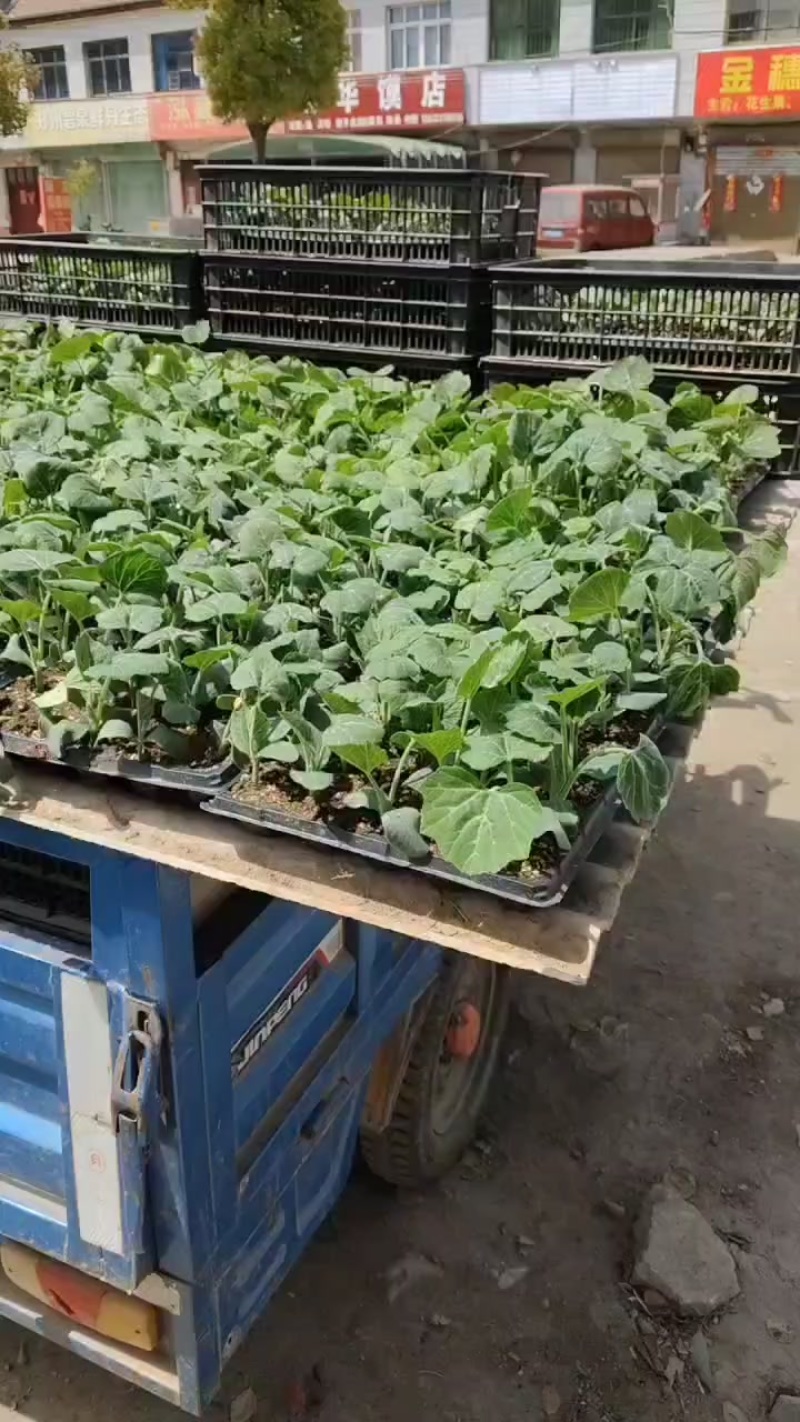 金香南瓜苗