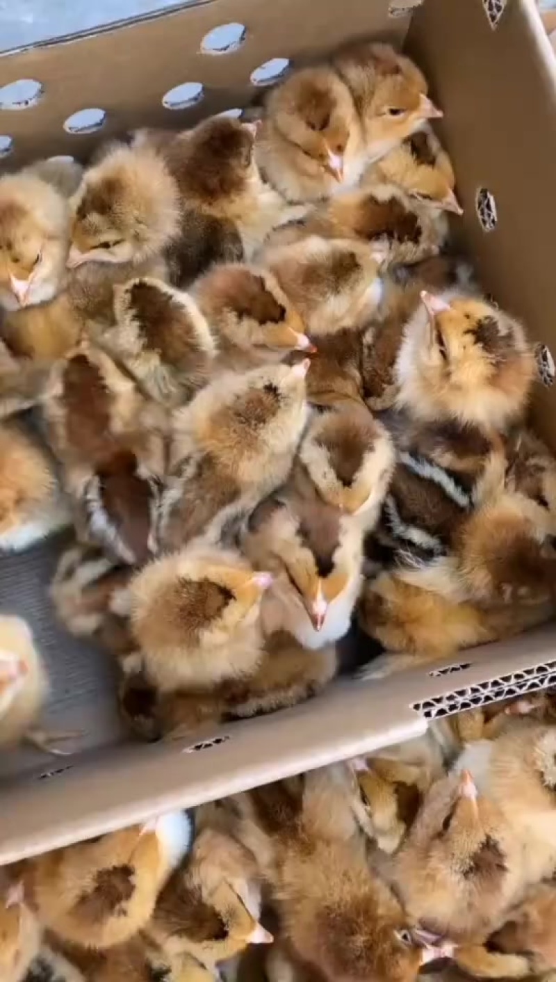 供应各种鸡苗麻鸡三黄鸡窑鸡蛋鸡五黑鸡山鸡等等