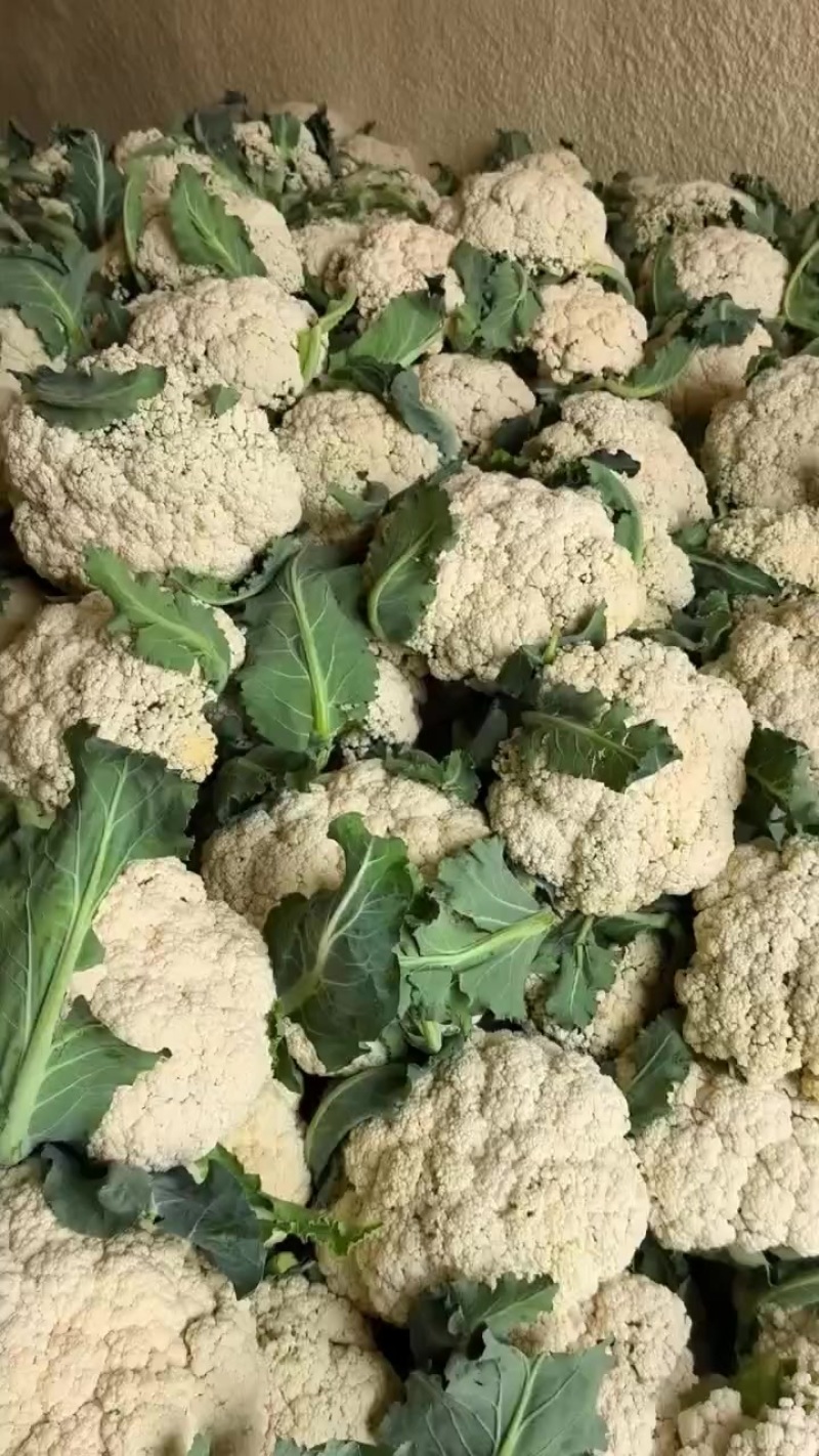 青梗白面散花