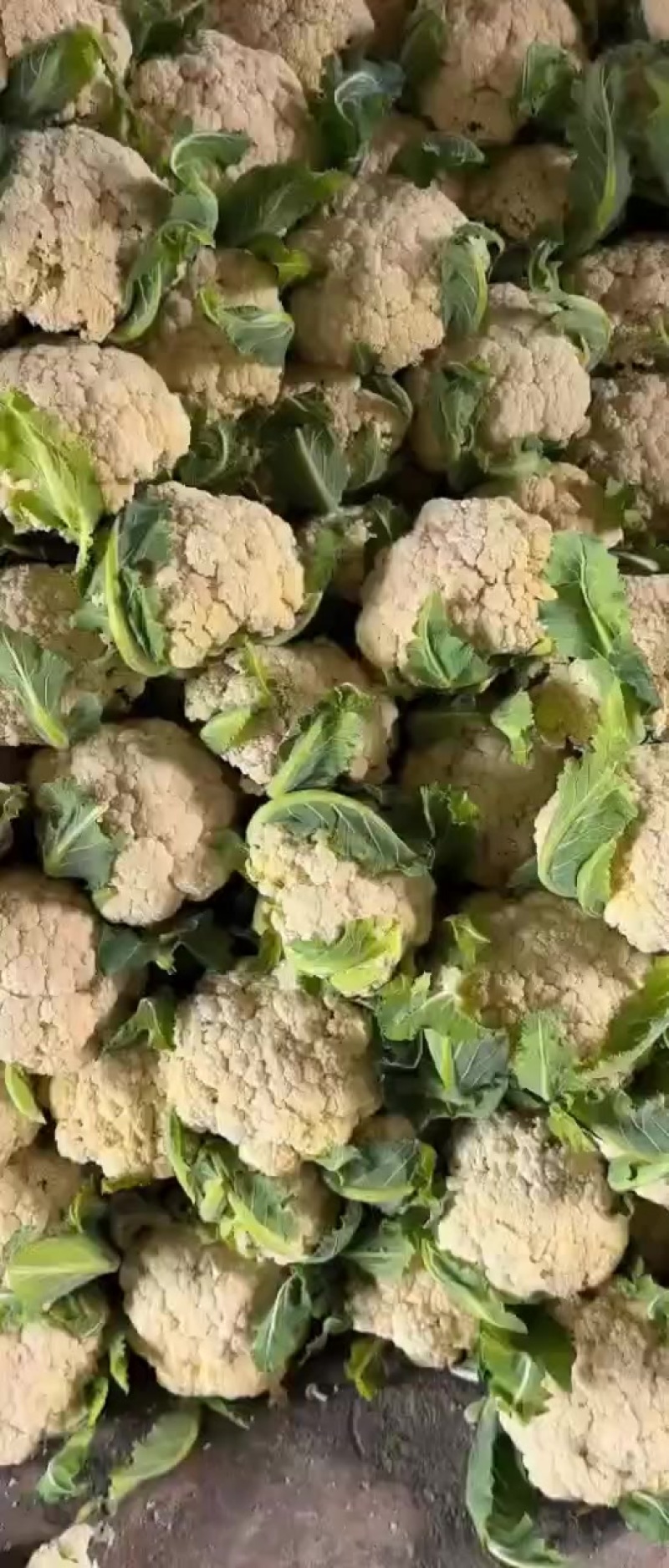 青梗白面散花