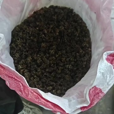 纯野生猫爪草