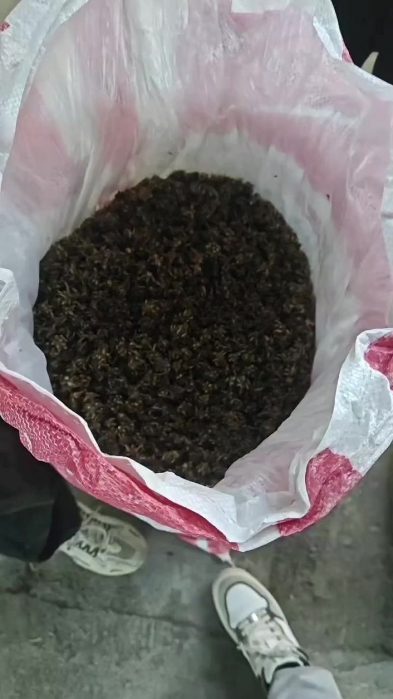 纯野生猫爪草