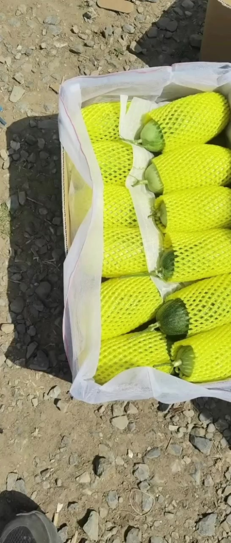 好瓜就是好