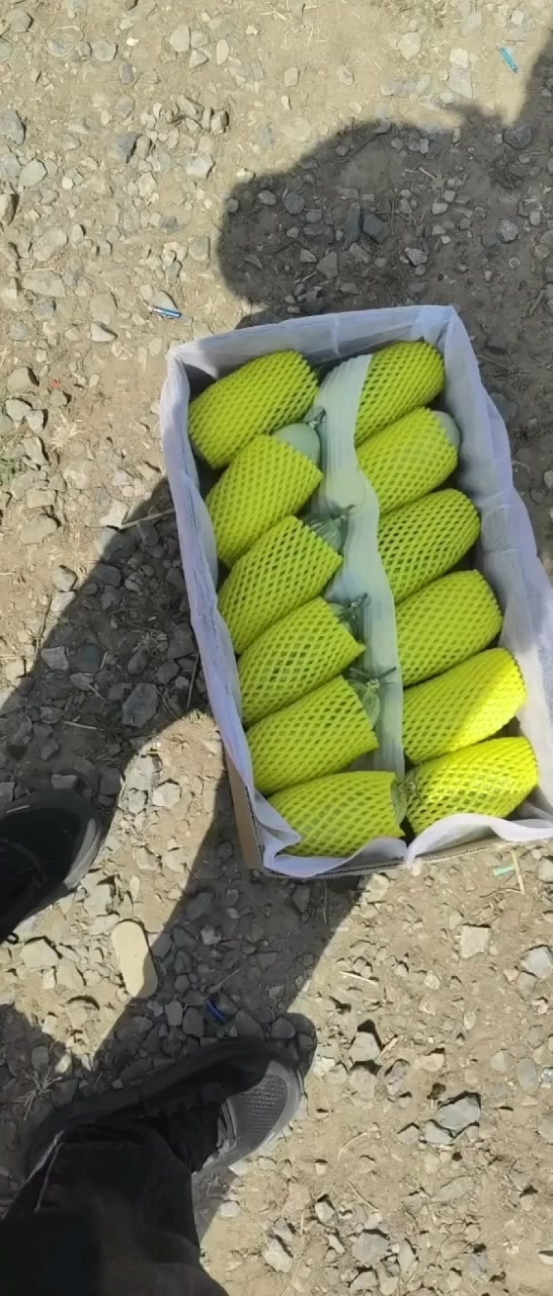 好瓜就是好
