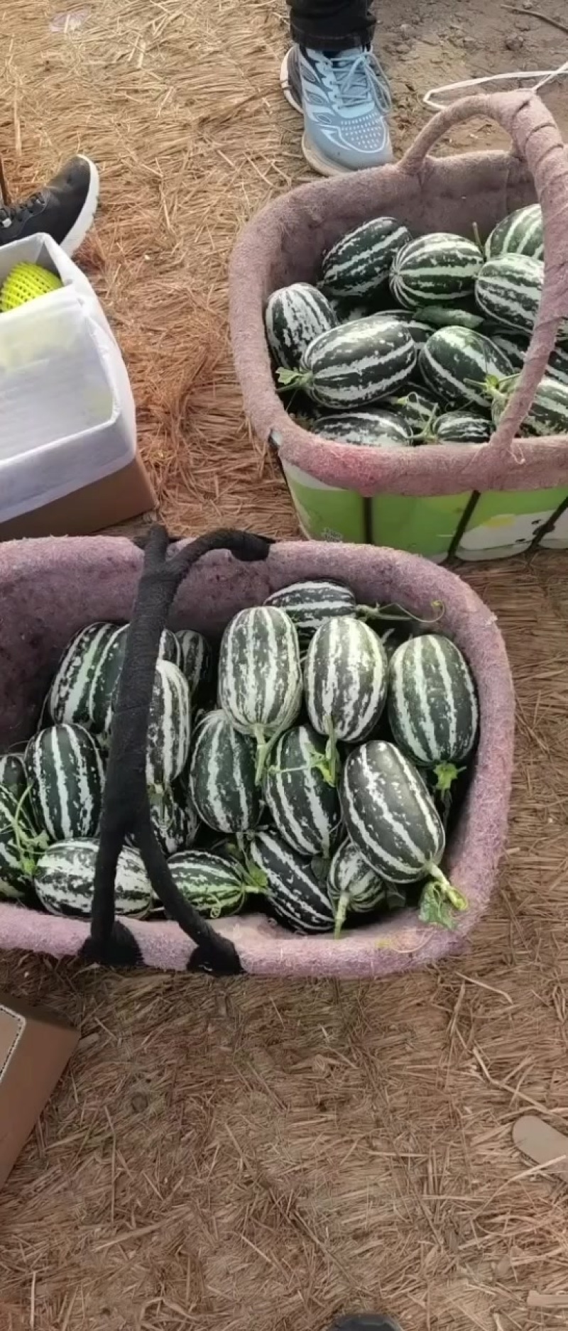 好瓜就是好