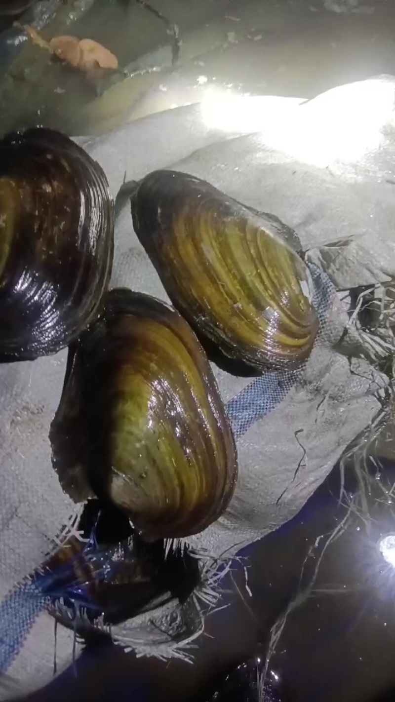 河蚌