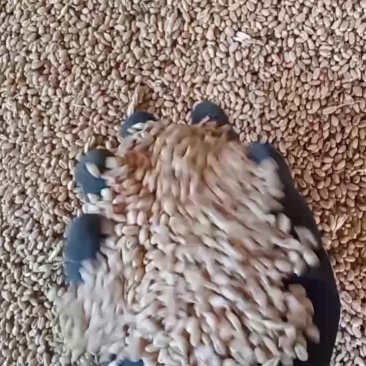 伊犁冬小麦