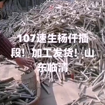 山东聊城107速生杨