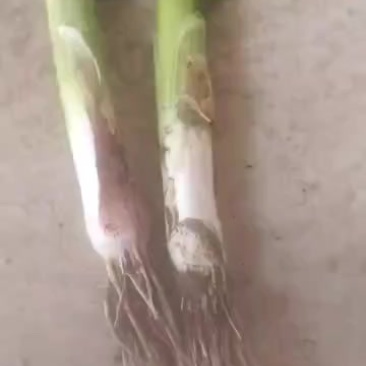 优质蒜苗
