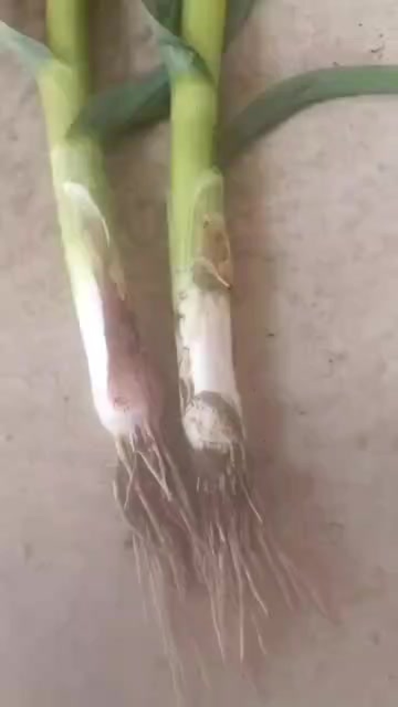 优质蒜苗