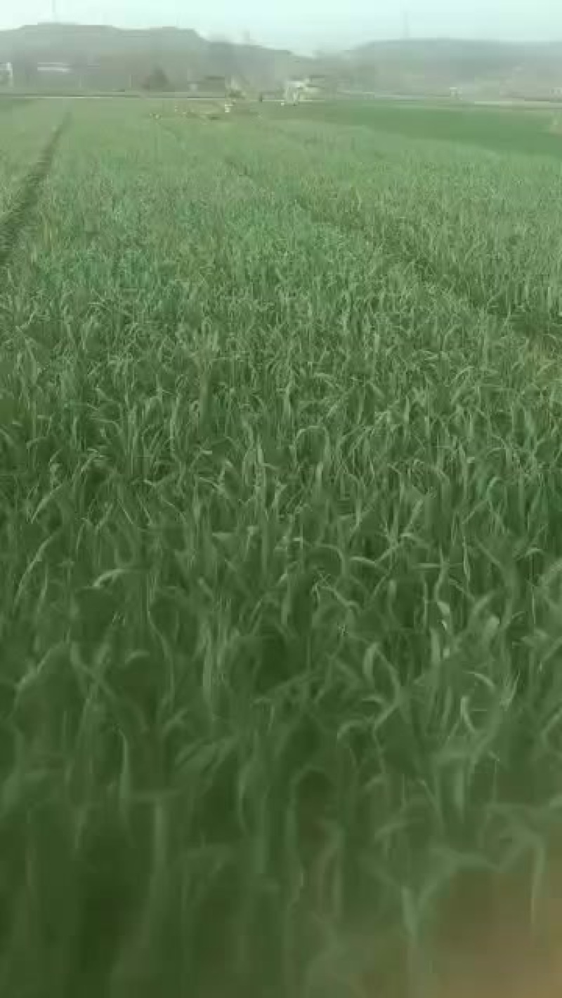优质蒜苗