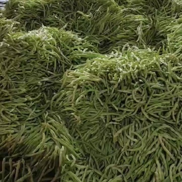 精品芸豆上市了