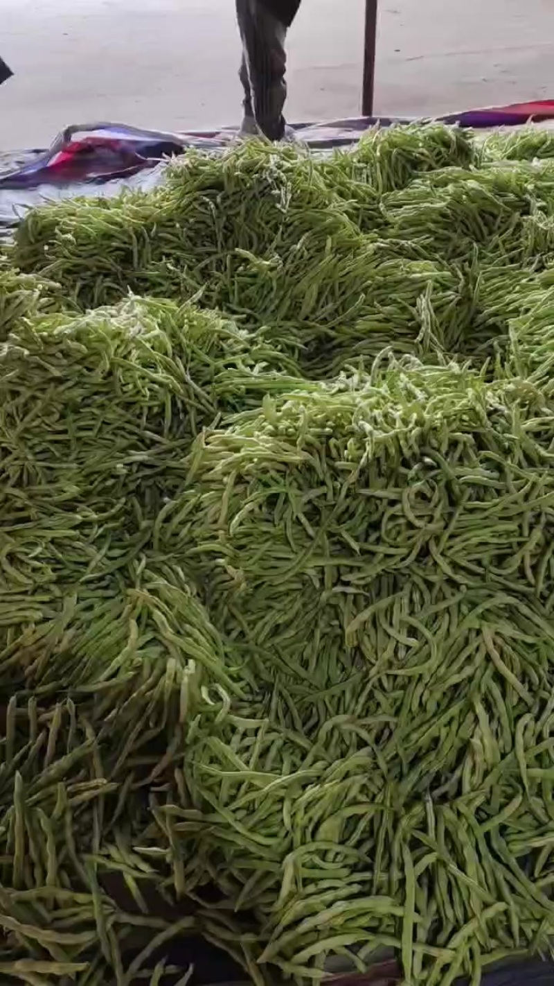 精品芸豆上市了