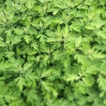 艾草药材