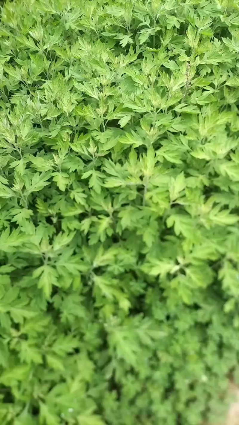 艾草药材