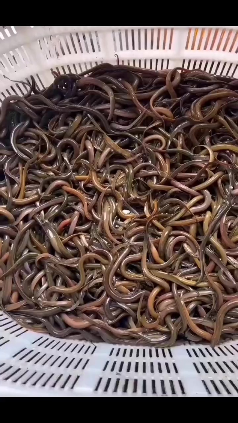 精品黄鳝苗批发
