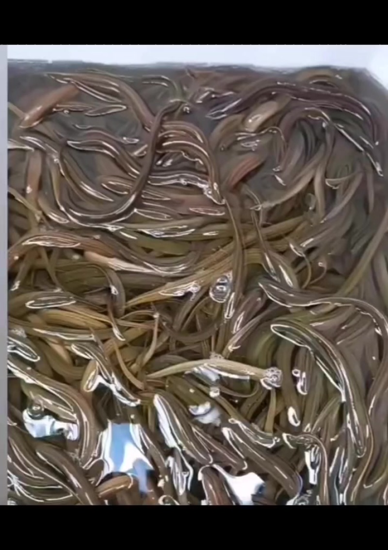 精品黄鳝苗批发