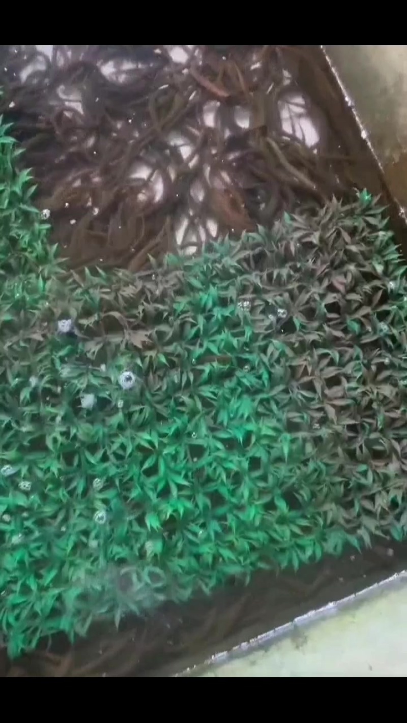 精品黄鳝苗批发