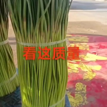 蒜苔