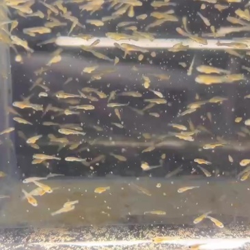 蝴蝶鲤白寸片，尺寸2到3公分可以发货，九鲤的种鱼