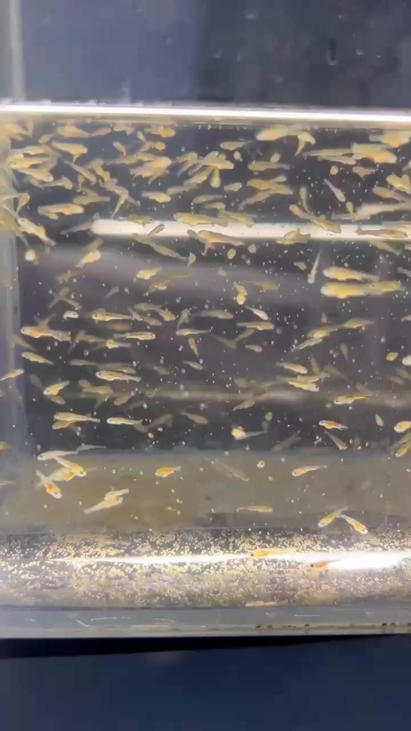 蝴蝶鲤白寸片，尺寸2到3公分可以发货，九鲤的种鱼