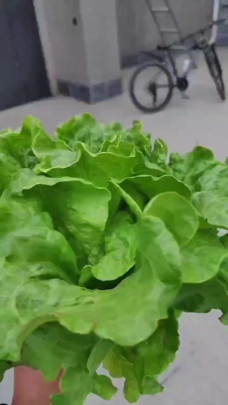 精品生菜