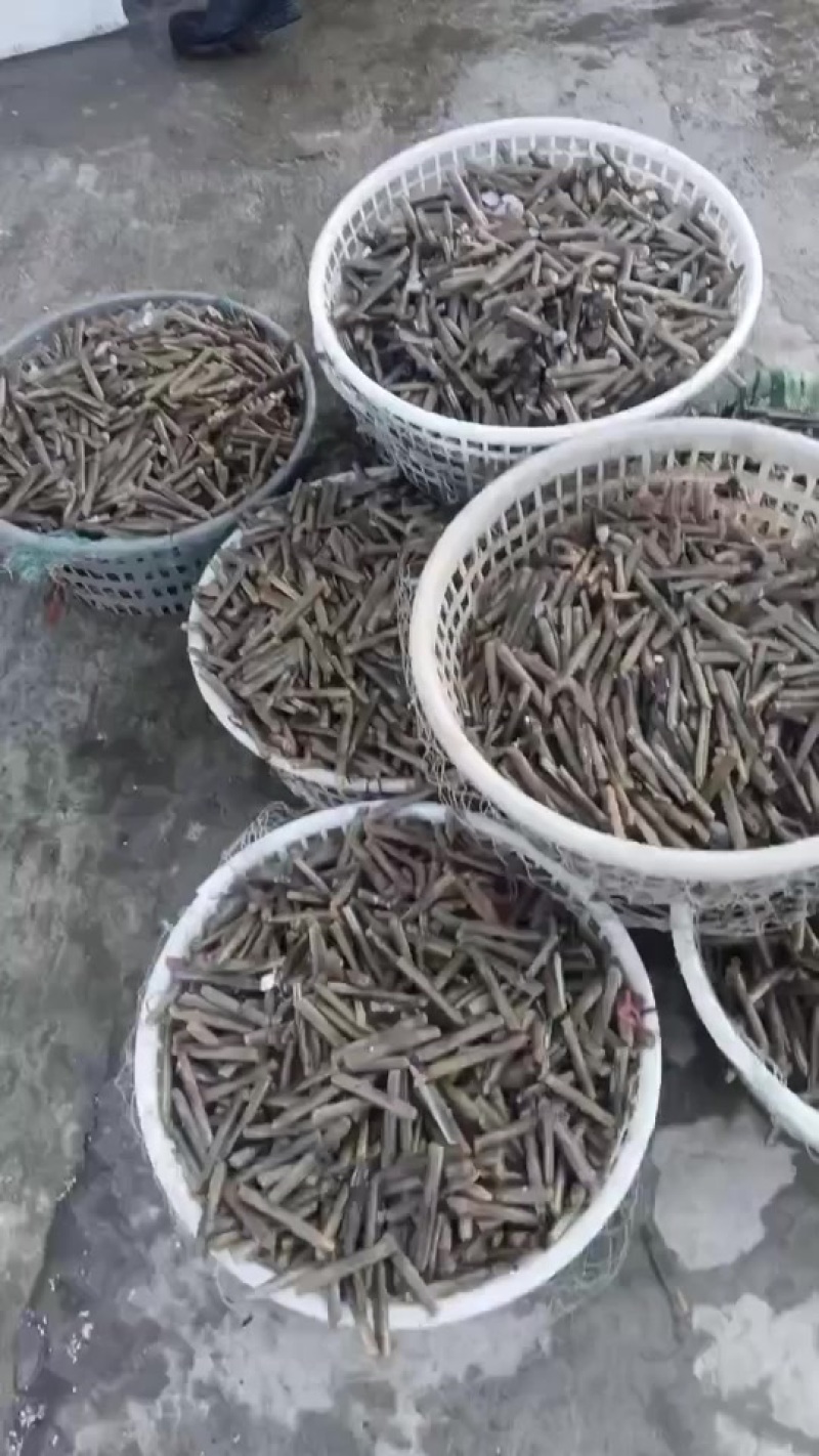 烟台沙肠沙虫海肠蛏子