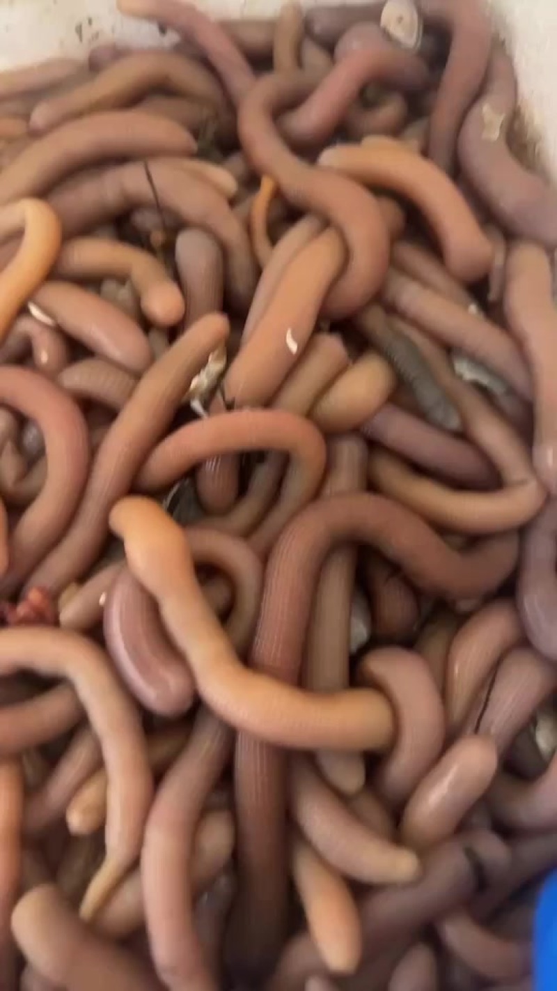 烟台沙肠沙虫海肠蛏子