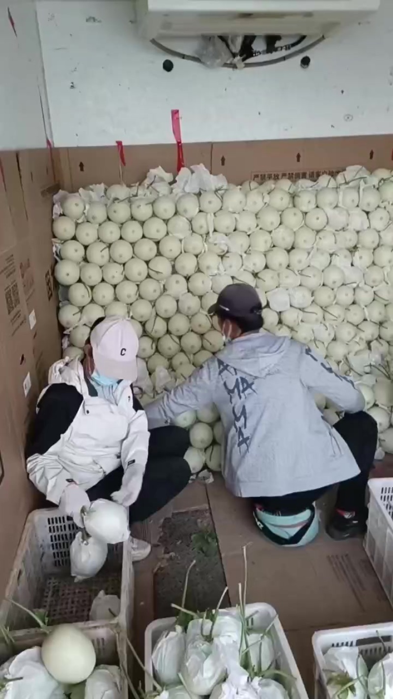 精品玉菇