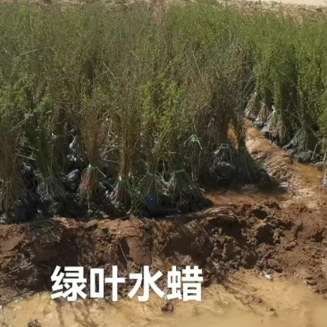 绿叶水蜡