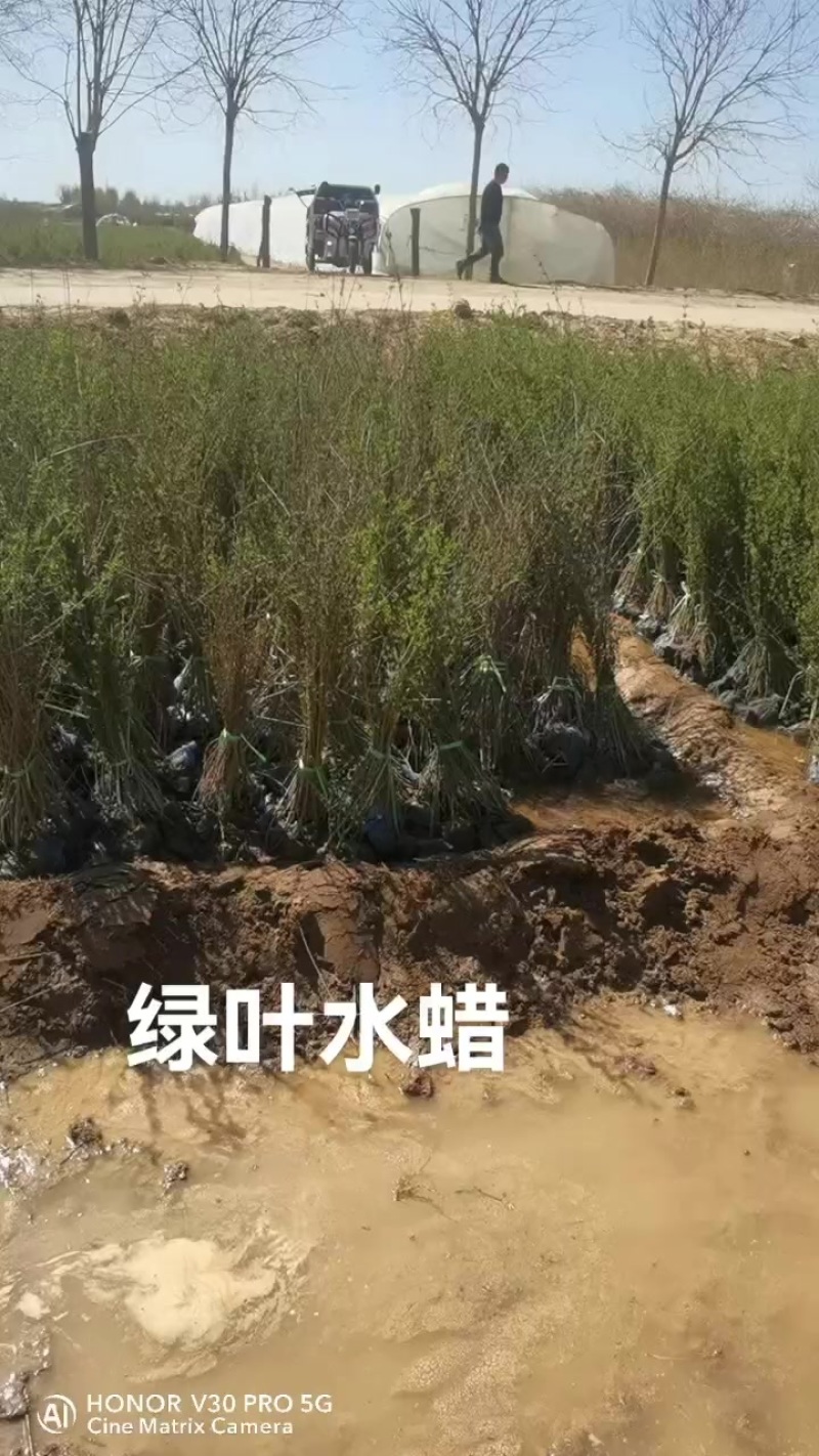 绿叶水蜡