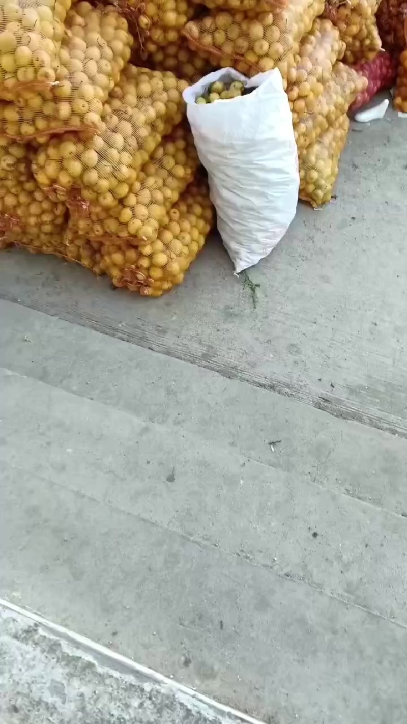 蜜梨二两以上山地蜜梨