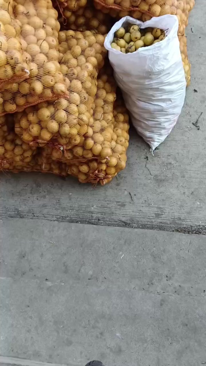 蜜梨二两以上山地蜜梨
