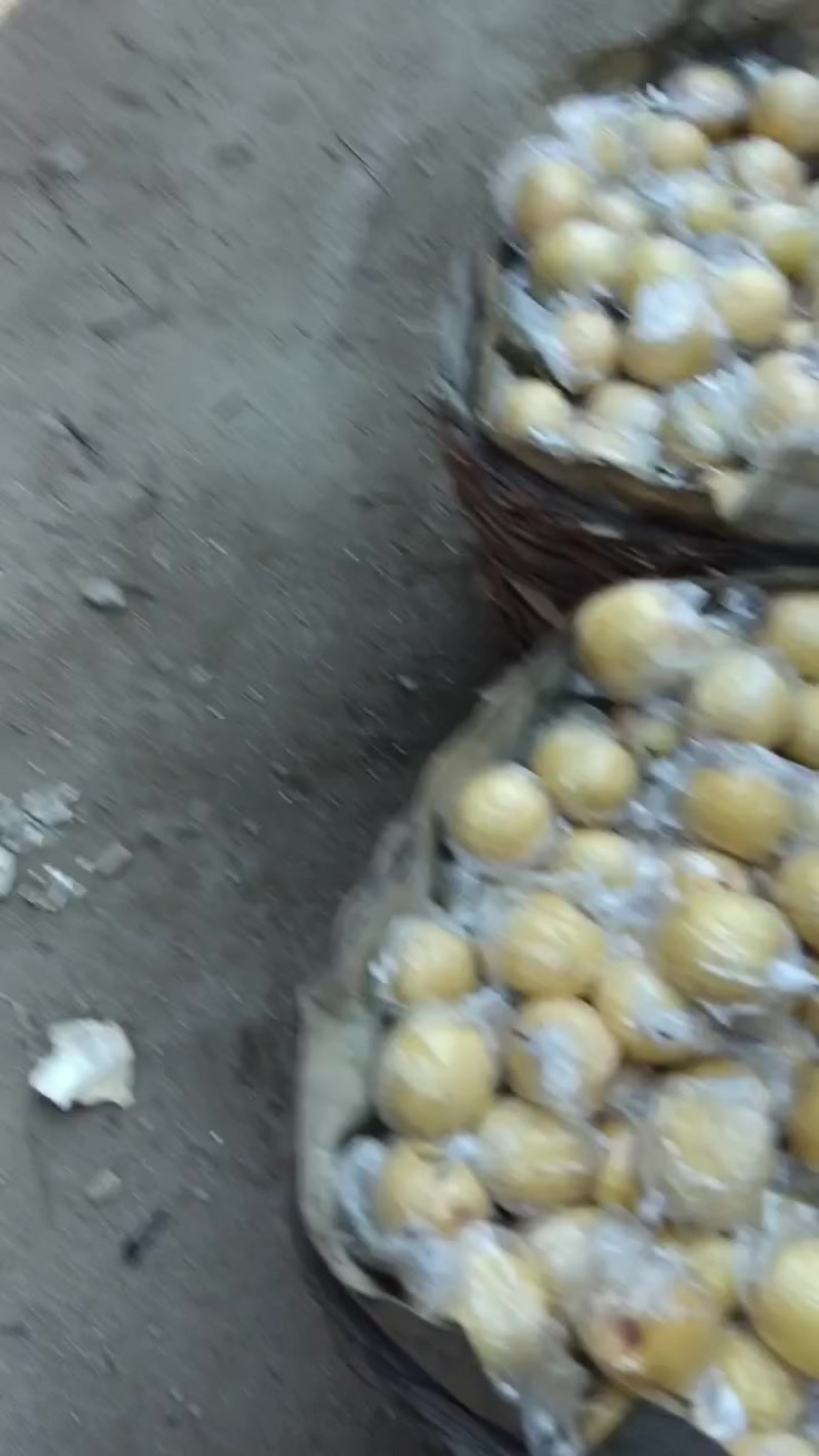 蜜梨二两以上山地蜜梨