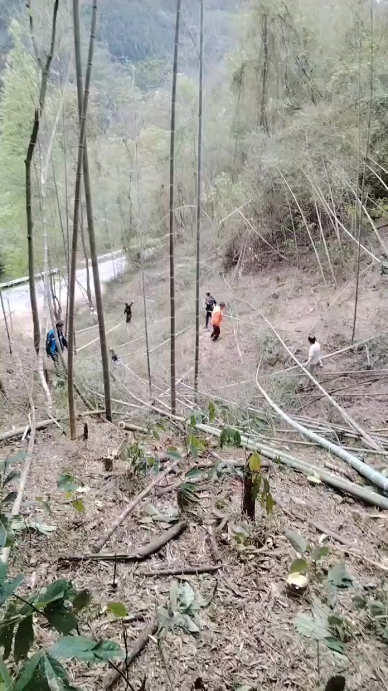 毛竹
