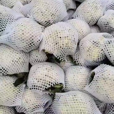各种蔬菜