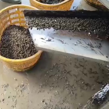 精品饲料螺。需要的联系我。大量有货