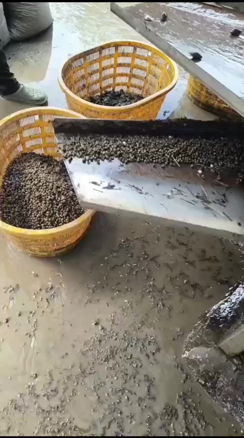 精品饲料螺。需要的联系我。大量有货