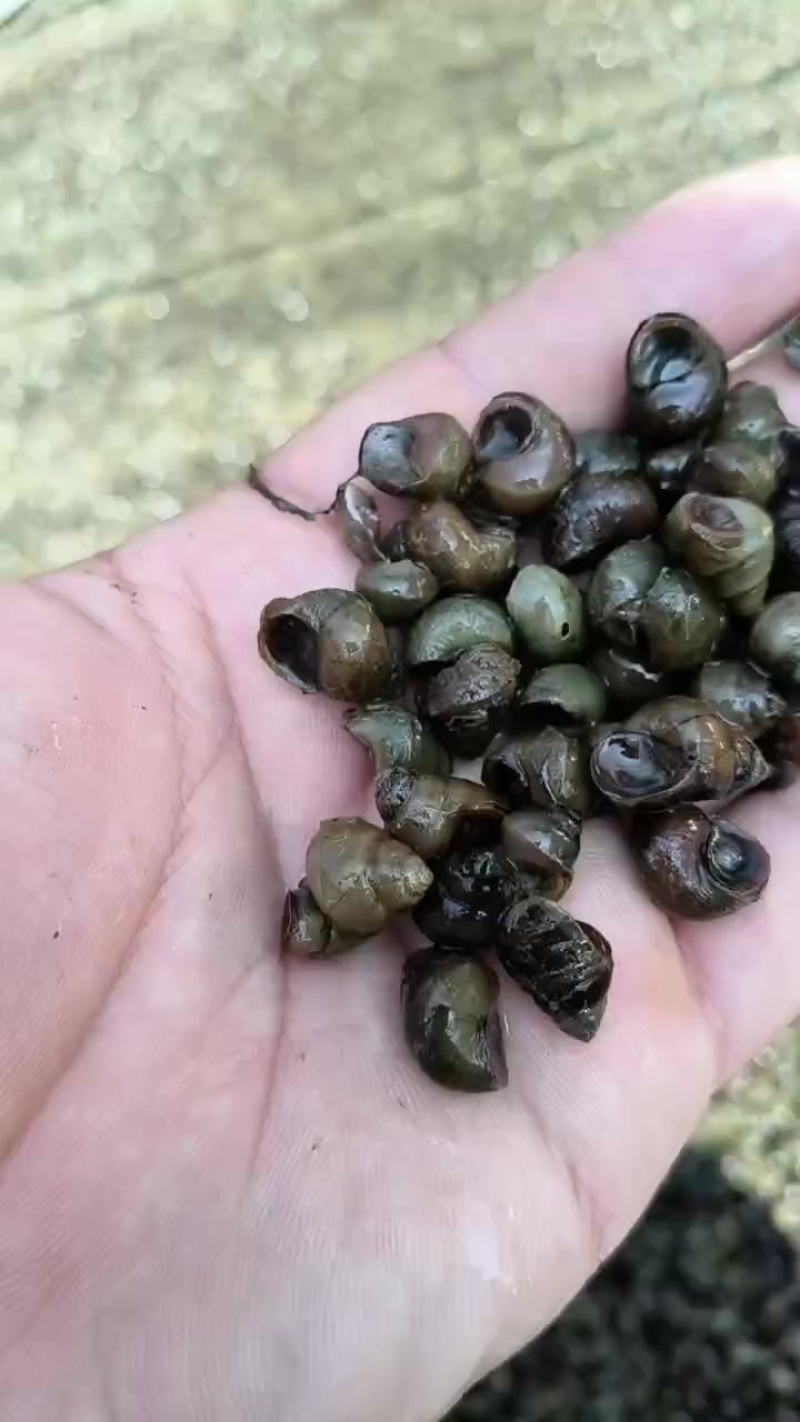 精品饲料螺。需要的联系我。大量有货
