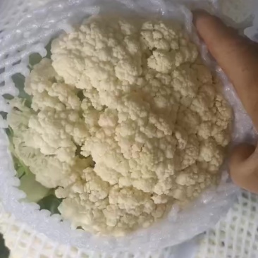 精品有机松花