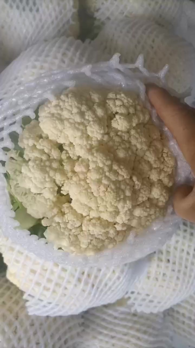精品有机松花