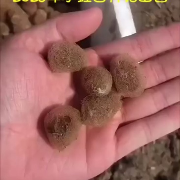 南通水蛭苗