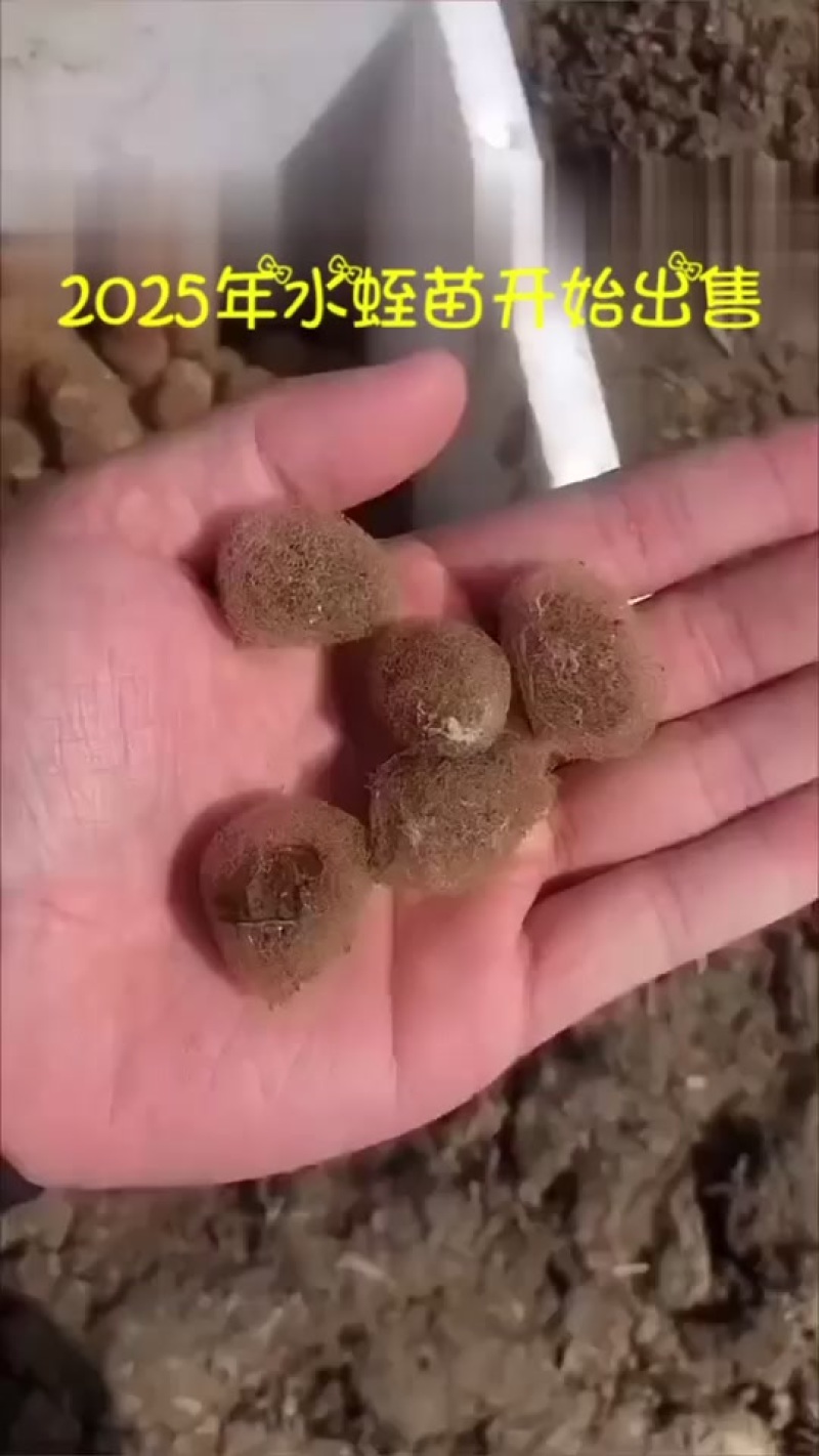 南通水蛭苗